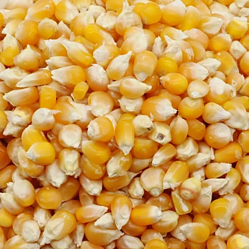 Popcorn Kernels